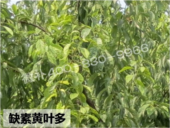 桃树缺素黄叶