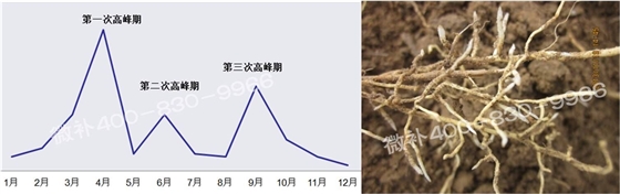 柑橘发根高峰