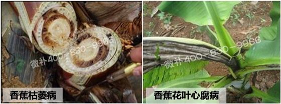微补钙肥方案#香蕉病害多，怎么办？