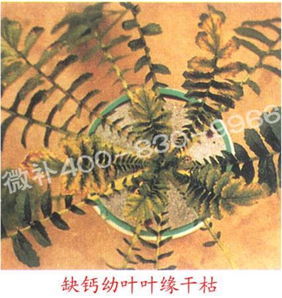 #微肥课堂#萝卜等根茎类蔬菜对哪些微量元素敏感？