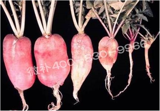 #微肥课堂#萝卜等根茎类蔬菜对哪些微量元素敏感？