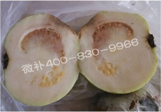#微肥课堂#教你一眼辨认番石榴缺素症状