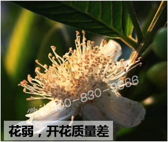 番石榴花少花弱