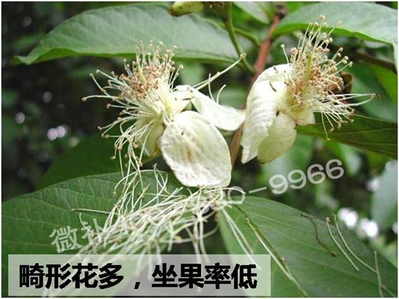 番石榴畸形花