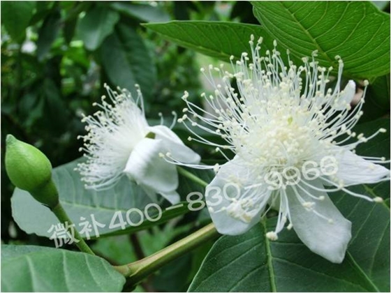 番石榴冬季促花，哪种方式更好？