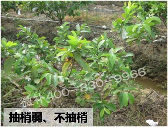 番石榴树势弱