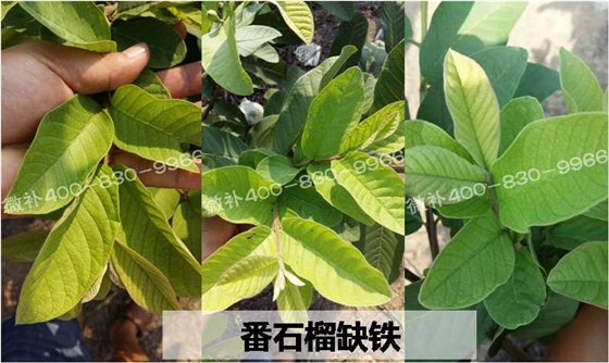 番石榴也存在缺铁性黄化吗？