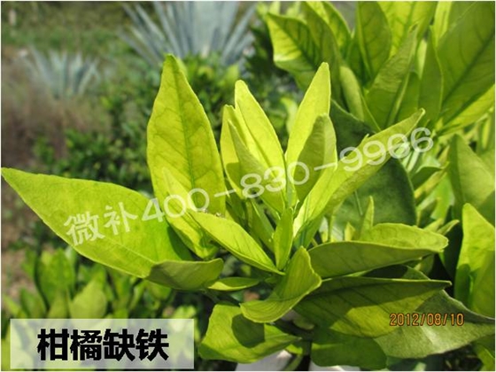 番石榴也存在缺铁性黄化吗？