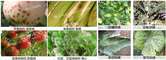 碱性土壤容易缺什么微量元素？