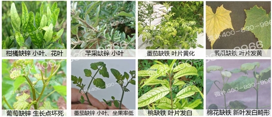 碱性土壤容易缺什么微量元素？
