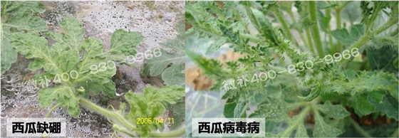 如何区分西瓜缺硼与西瓜病毒病？