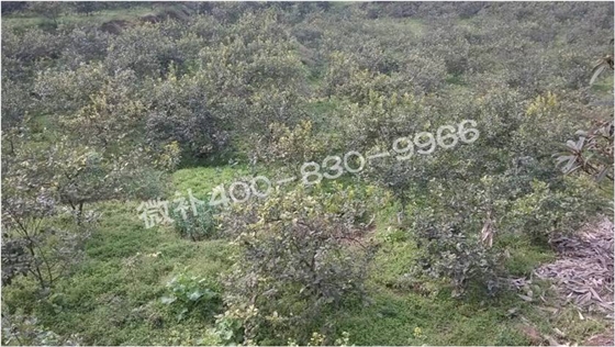 柠檬落叶，这冬肥到底该怎么下？