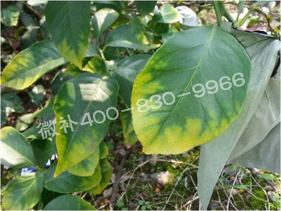 柠檬落叶，这冬肥到底该怎么下？