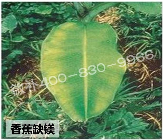 香蕉缺镁对产量有多大影响？