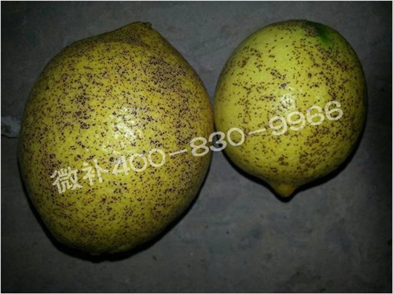 柠檬砂皮病到底是不是病？