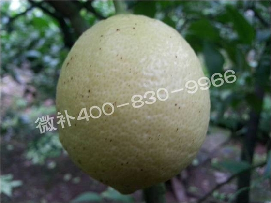 柠檬砂皮病到底是不是病？