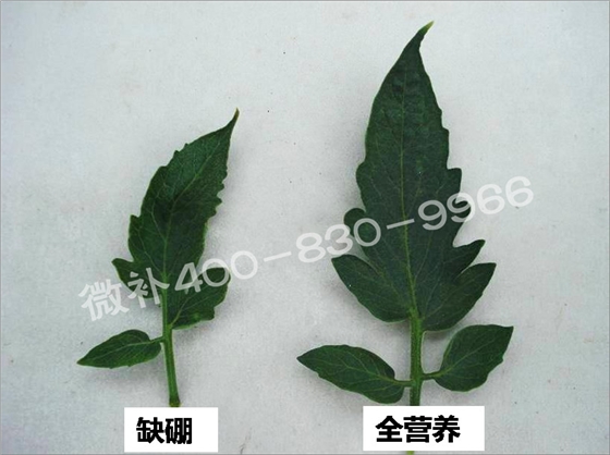 番茄缺硼除了坐果率低，还有哪些症状？