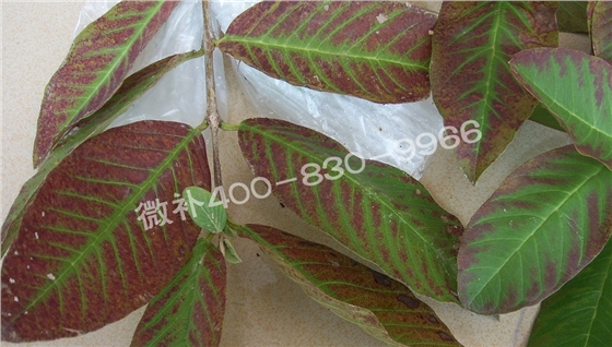 番石榴叶片发红发紫，是缺素还是虫害？