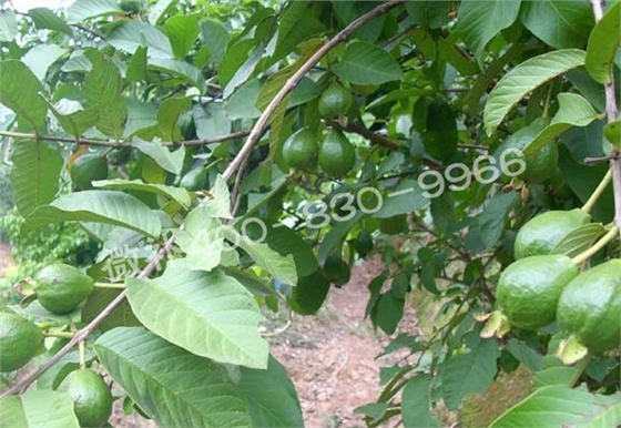 番石榴叶片发红发紫，是缺素还是虫害？