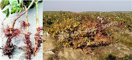 番石榴叶片发红发紫，是缺素还是虫害？