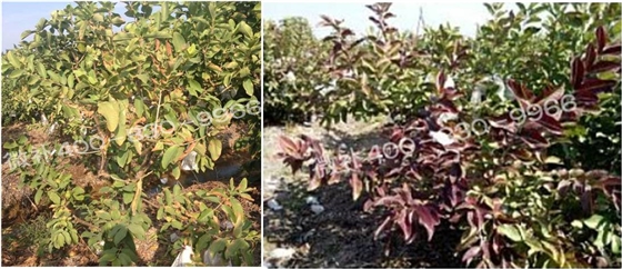 番石榴叶片发红发紫，是缺素还是虫害？