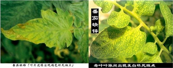西红柿缺锌黄叶