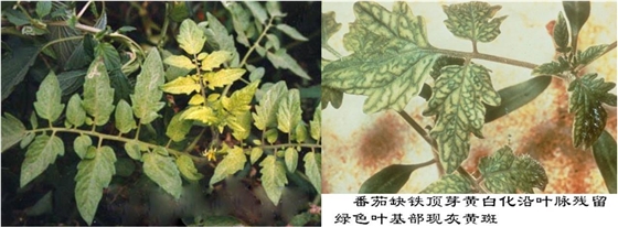 西红柿缺铁