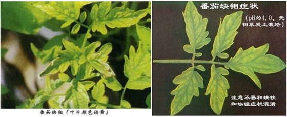 西红柿缺钼