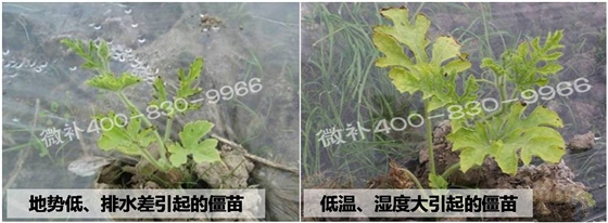 西瓜僵苗不长