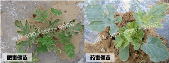 西瓜肥害药害