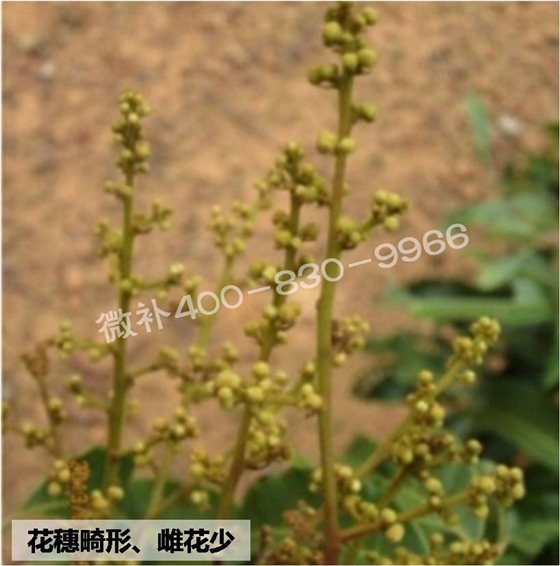荔枝龙眼如何保证合适的雌雄花比例？