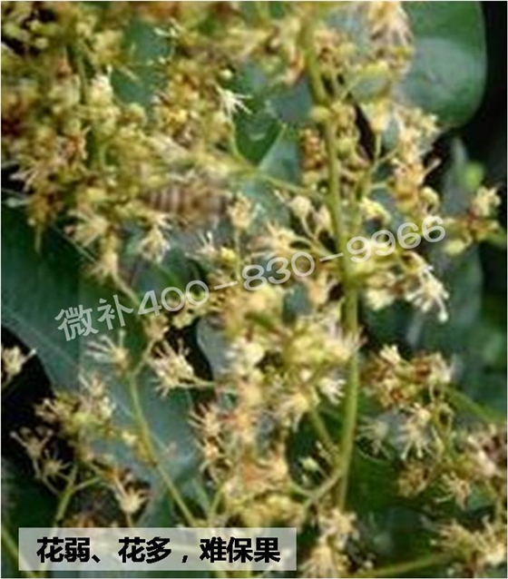 荔枝龙眼如何保证合适的雌雄花比例？