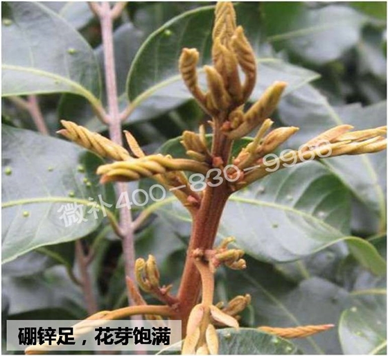 荔枝龙眼如何保证合适的雌雄花比例？