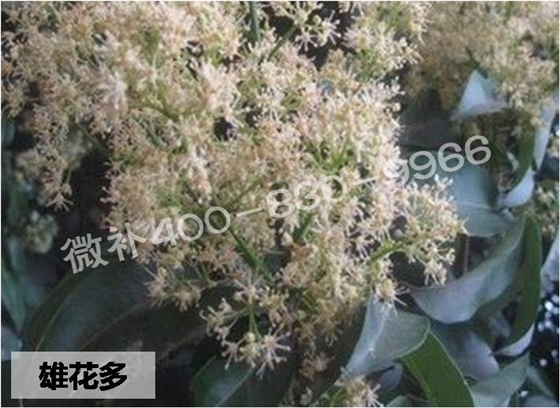 荔枝龙眼如何保证合适的雌雄花比例？