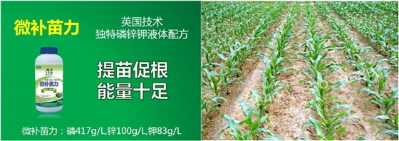玉米缺锌与产量有什么关系？