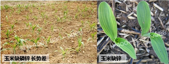 玉米缺锌与产量有什么关系？