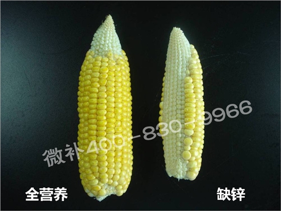 玉米缺锌与产量有什么关系？