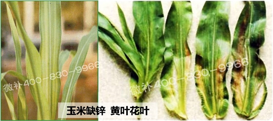 玉米缺锌与产量有什么关系？