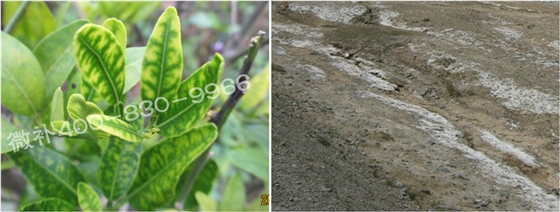 柑橘缺锌症状及如何补锌？