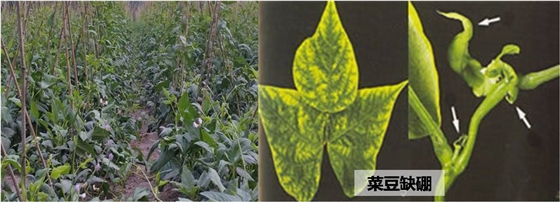豆类缺硼