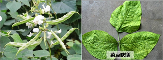 豆类缺镁
