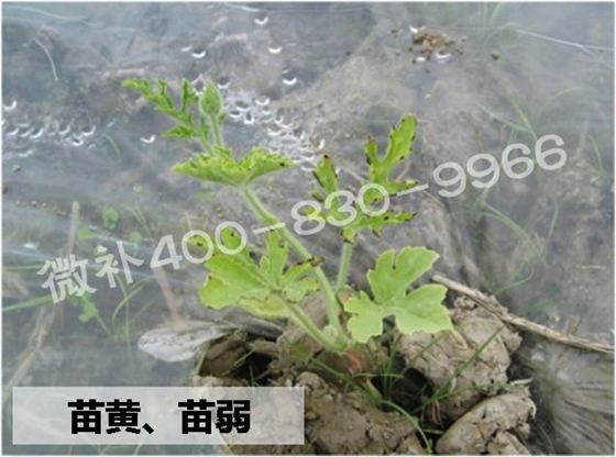 西瓜苗黄、苗弱、苗不长怎么办？
