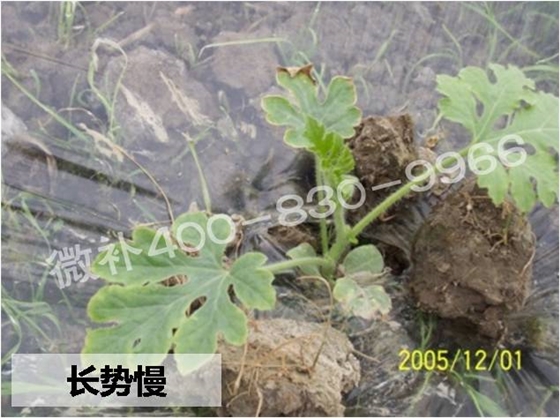 西瓜苗黄、苗弱、苗不长怎么办？