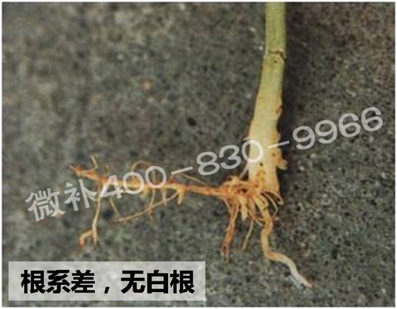 西瓜苗黄、苗弱、苗不长怎么办？