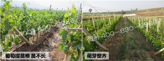 葡萄苗不长、提苗难怎么办? 葡萄苗不长、提苗难怎么办?