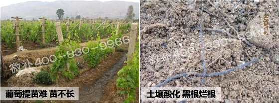 葡萄苗不长、提苗难 葡萄苗不长、提苗难