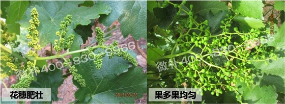 葡萄苗不长、提苗难怎么办? 葡萄苗不长、提苗难怎么办?