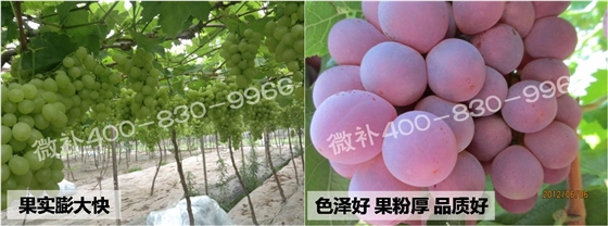 葡萄苗不长、提苗难怎么办? 葡萄苗不长、提苗难怎么办?