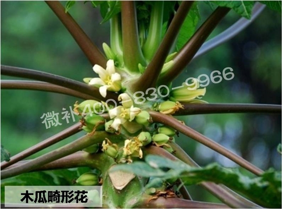 木瓜如何促花，提高坐果率？
