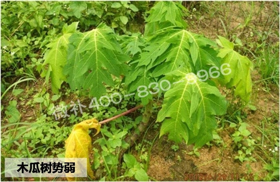 木瓜如何促花，提高坐果率？
